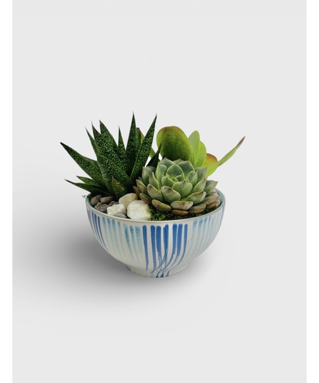 Modern Succulent Bowl