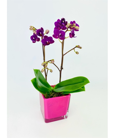 A Phalaenopsis Orchid, in a vivid glass cube, accented with moss and rocks. 