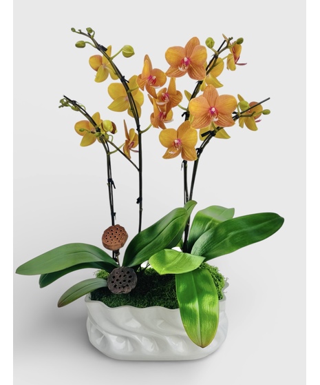 Contemporary Orchids