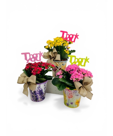 This beautiful flower planter and Kalanchoe is a great way to say 