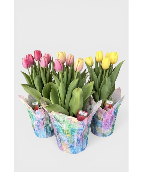 Trio of Tulips