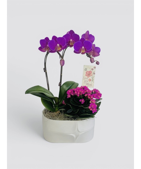 Orchid Harmony Garden