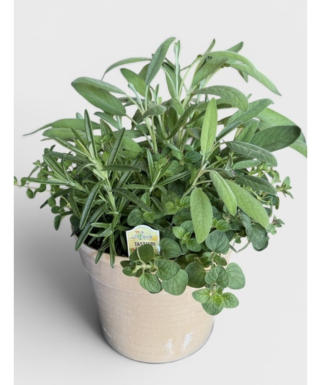 Herb Garden