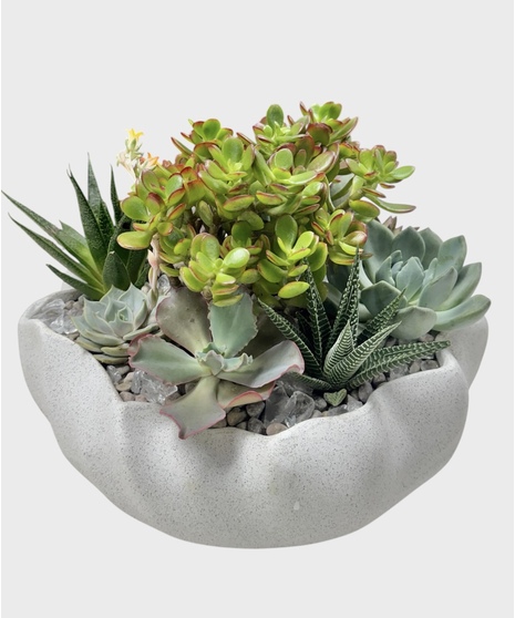 Sea Glass Succulents