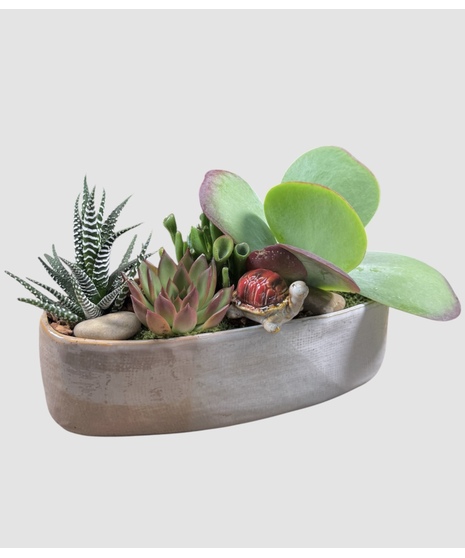 Tranquil Turtle Succulents
