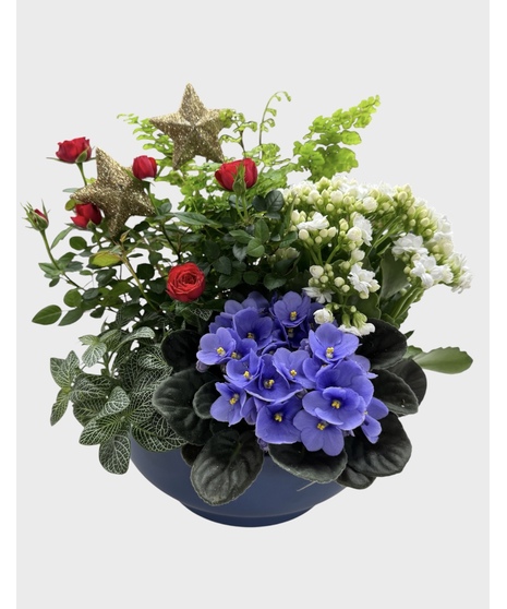 A festive blue planter filled with red, white, and blue indoor plants. 