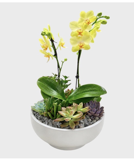 Moonlit Orchid