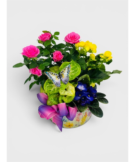 Flowering Plants