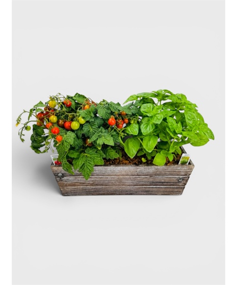 Tomato Basil Garden