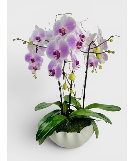 Contemporary Orchids