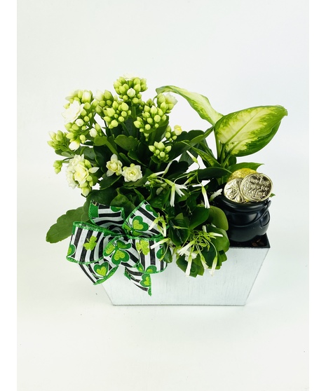 A seasonal Shamrock mixed with other blooming plants to celebrate St. Patrick's Day!