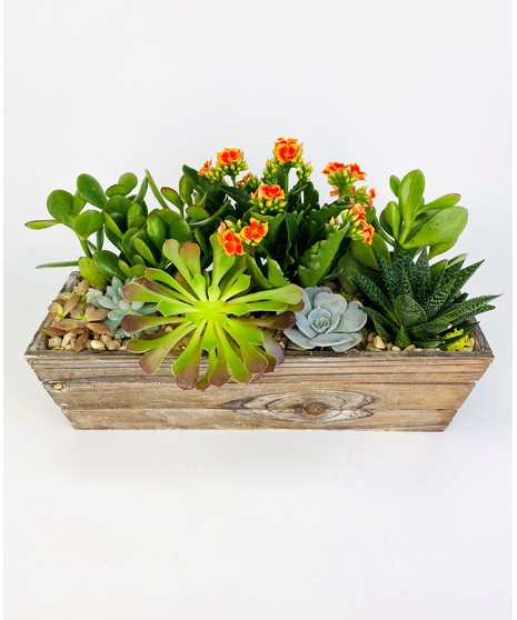 Rustic Succulents
