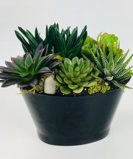 A long-lasting and easy-care gift idea, this low, half-moon dish is filled with a variety of succulents which are sure to please anyone.