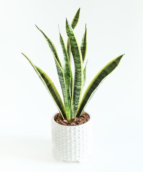 Classic Snake Plant