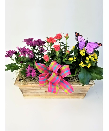 A wooden green window box with a bright mix of spring- colored plants and accented with a butterfly and ribbon. 