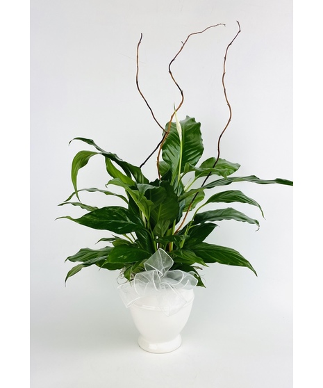 Classic Peace Lily