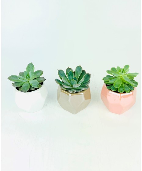 Succulent  Ceramic Trio