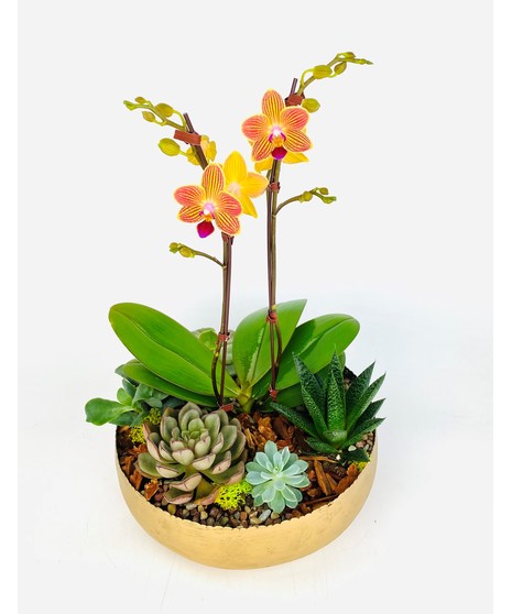 Stardance Succulents
