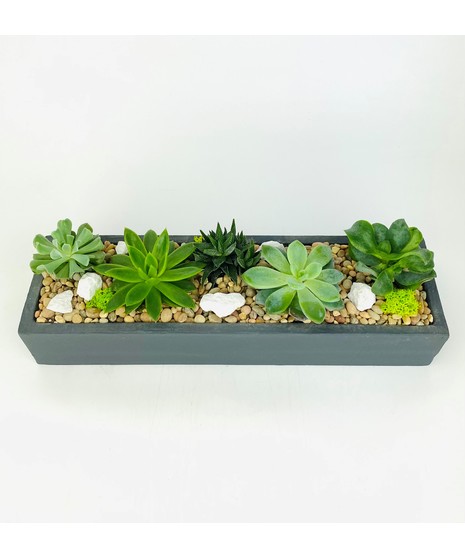 Urban Succulents