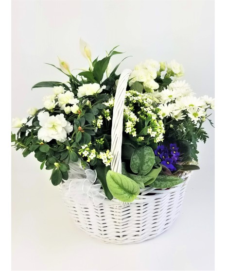 A delicate design of white blooming plants with a blue African Violet in a brown basket that is sure to warm the heart.
