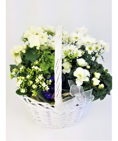 A delicate design of white blooming plants with a blue African Violet in a brown basket that is sure to warm the heart.