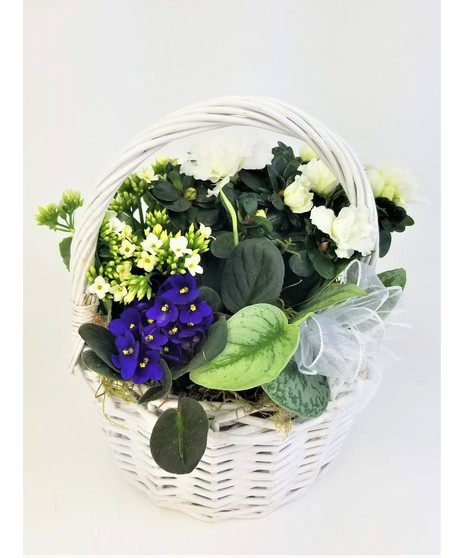 A delicate design of white blooming plants with a blue African Violet in a brown basket that is sure to warm the heart.