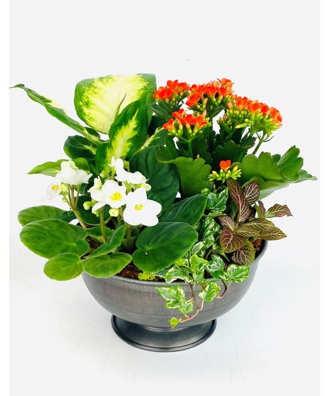 Weathered white ceramic planter featuring an assortment of green foliage with a coordinating white blooming plant.