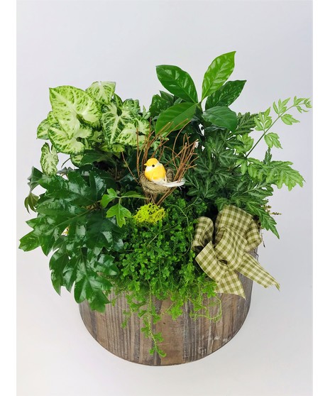 A wooden container filled with green plants that mimics the beautiful scenery found through out the Pacific Northwest!  *Garden is not intended to be put outdoors*