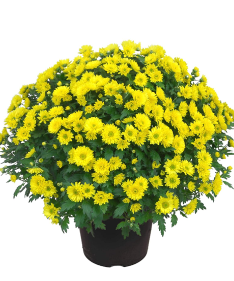 Outdoor Mum Planter
