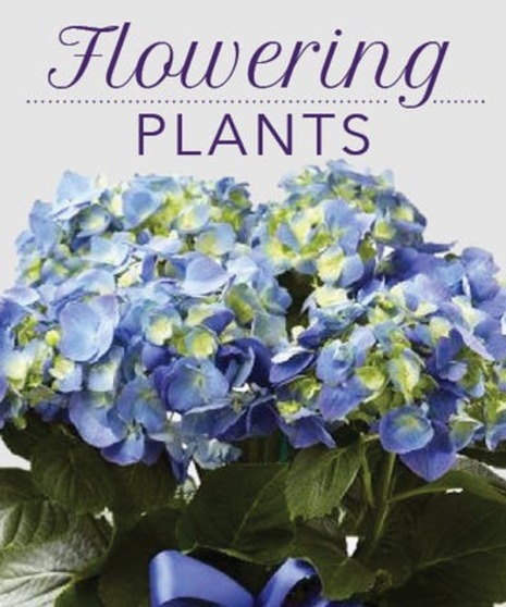 Flowering Plants Designer Choice