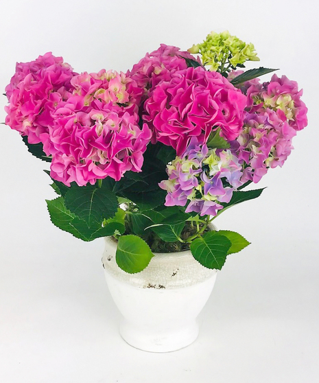 Classic Hydrangea
