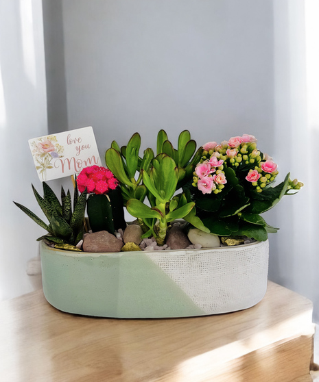 Mom's Succulents
