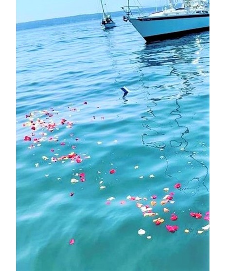 Fresh Rose Petals