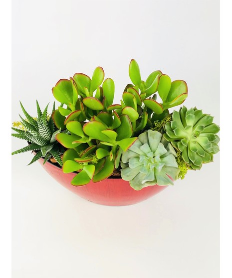 A long-lasting and easy-care gift idea, this low, half-moon dish is filled with a variety of succulents which are sure to please anyone.