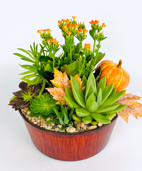 Sundance Succulents